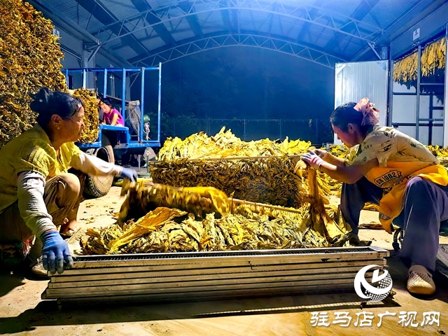 泌陽縣郭集煙站：前移收購關(guān)口 強(qiáng)化初分預(yù)檢促提質(zhì)增效
