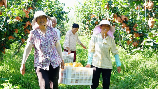 新蔡縣：3000畝金果梨園喜迎豐收季