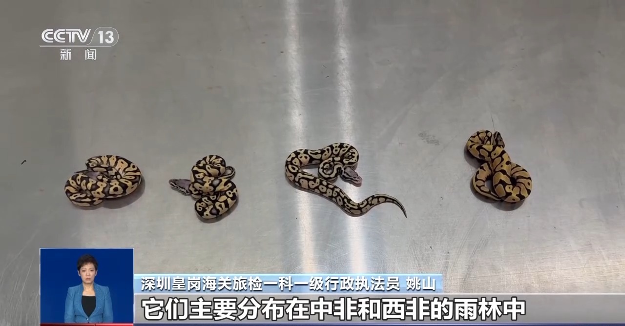 重拳打擊走私犯罪 海關(guān)總署查獲瀕危野生動(dòng)植物制品479噸