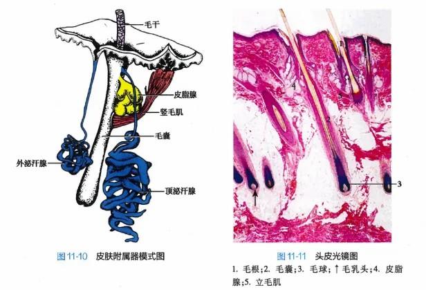 白頭發(fā)拔一根長三根？到底能不能拔？終于弄清楚了