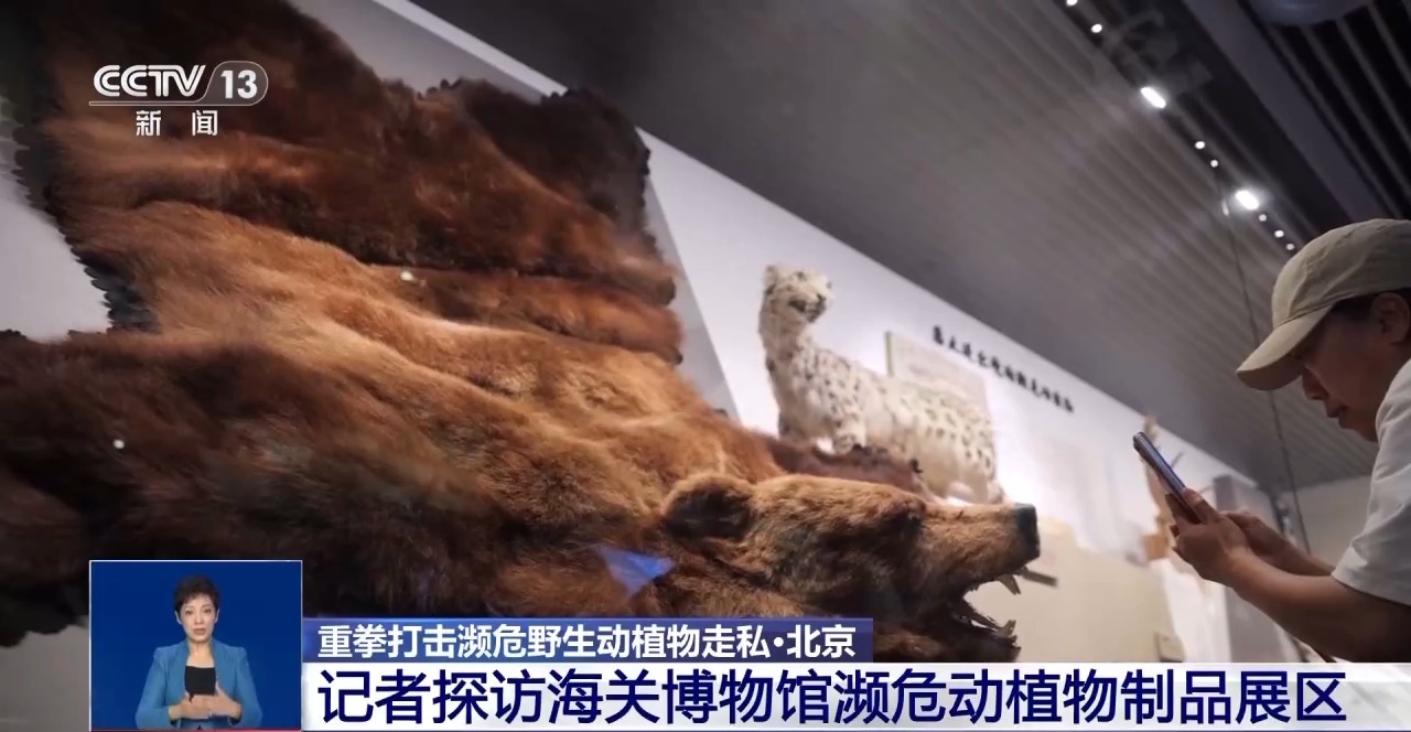 重拳打擊走私犯罪 海關(guān)總署查獲瀕危野生動(dòng)植物制品479噸