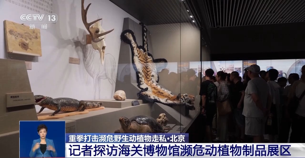 重拳打擊走私犯罪 海關(guān)總署查獲瀕危野生動(dòng)植物制品479噸