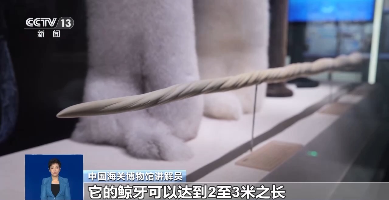 重拳打擊走私犯罪 海關(guān)總署查獲瀕危野生動(dòng)植物制品479噸