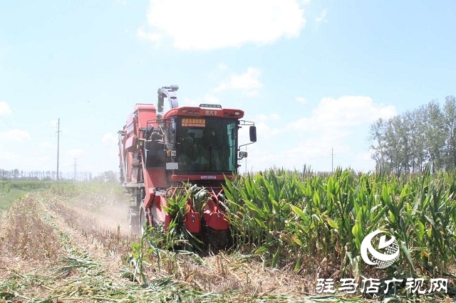  新蔡李橋：秸稈“變身”優(yōu)質(zhì)飼料 綠色產(chǎn)業(yè)賦能鄉(xiāng)村振興