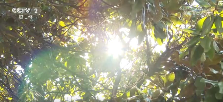 警惕“秋老虎”！晝夜溫差大 心腦血管疾病患者需防范