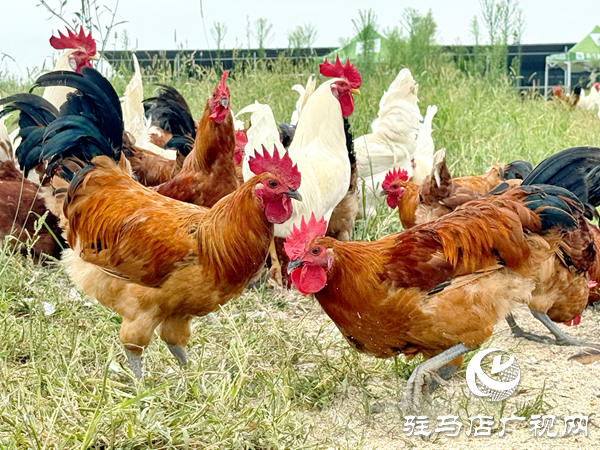 平輿自然農(nóng)農(nóng)業(yè)發(fā)展公司：堅(jiān)守原生態(tài)初心以中草藥喂養(yǎng)詮釋健康本味