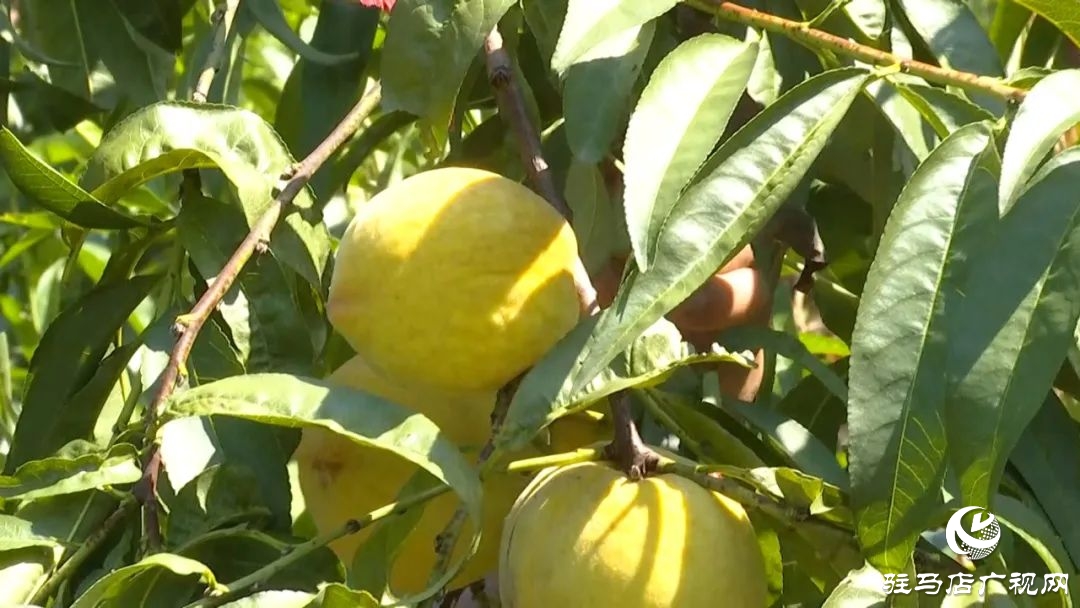 正陽(yáng)縣清源街道：葡萄迎豐收 特色種植助農(nóng)增收