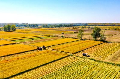 秋糧全面進入產(chǎn)量形成關(guān)鍵期 主產(chǎn)區(qū)多措并舉“蟲口奪糧”保豐收