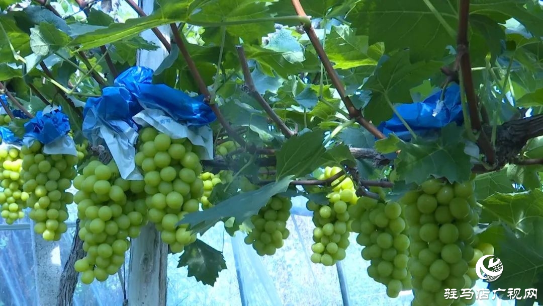 正陽縣清源街道:葡萄迎豐收 特色種植助農(nóng)增收
