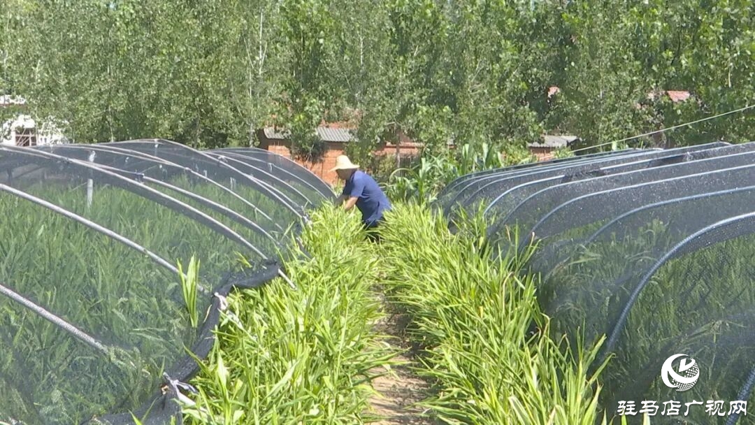 正陽縣陡溝鎮(zhèn)：小黃姜進(jìn)入成長關(guān)鍵期 科學(xué)管護(hù)保豐收