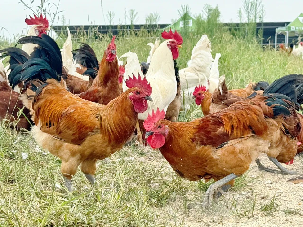 科技賦能蛋雞產(chǎn)業(yè) 平輿縣萬金店鎮(zhèn)打造現(xiàn)代化“蛋倉”基地