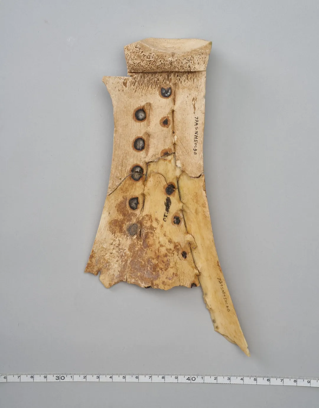 文博日歷丨透過這片“明星甲骨”，一起尋找漢字的源頭！