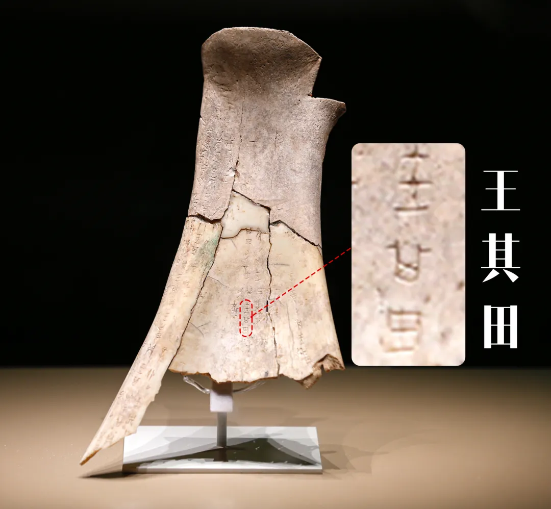 文博日歷丨透過這片“明星甲骨”，一起尋找漢字的源頭！