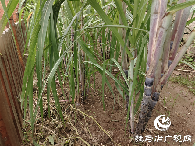  職工“小菜園” 種出“大幸?！? /></a></p>
<p>彭家灣站地處河南省信陽市平橋區(qū)彭家灣鄉(xiāng)，隸屬于中國鐵路武漢局集團(tuán)有限公司駐馬店車務(wù)段，是該段轄內(nèi)的一座四等小站。多年來，這里的職工以站為家，用堅(jiān)守與勤勞守護(hù)鐵路安全暢通，為旅客出行保駕護(hù)航。</p>
<p>考慮到職工身體健康，且該站職工休息時(shí)常想找點(diǎn)“接地氣”的事放松，該站集思廣益，組織職工對(duì)宿舍后土地進(jìn)行平整，以4個(gè)班為單位劃分出8塊“責(zé)任田”，由各班組認(rèn)領(lǐng)種植，讓全站職工吃上新鮮和放心的蔬菜。在實(shí)際行動(dòng)中國，該站從翻地施肥到選種育苗，職工充分發(fā)揮“傳幫帶”作用——有務(wù)農(nóng)經(jīng)驗(yàn)的老職工手把手教年輕同事分辨種子、防治病蟲害，休班職工則主動(dòng)排班澆水、除草，連車站的廚師都常來“支招”。</p>
<p align=