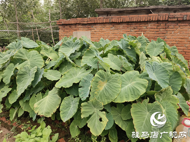  職工“小菜園” 種出“大幸福”