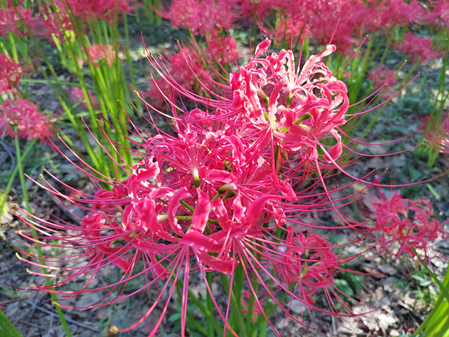 駐馬店置地公園：彼岸花開正盛 秋日美景引客來