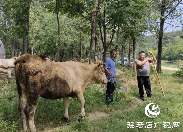 【天中光榮榜】何文禮：精準(zhǔn)幫扶 讓村民“牛”起來