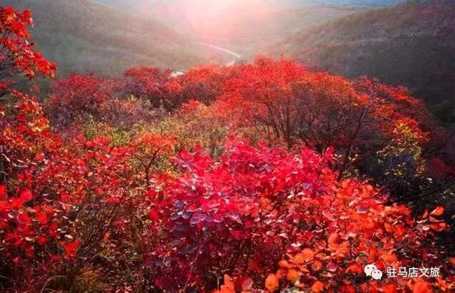 秋日漫步:橙紅橘綠時的詩意畫卷