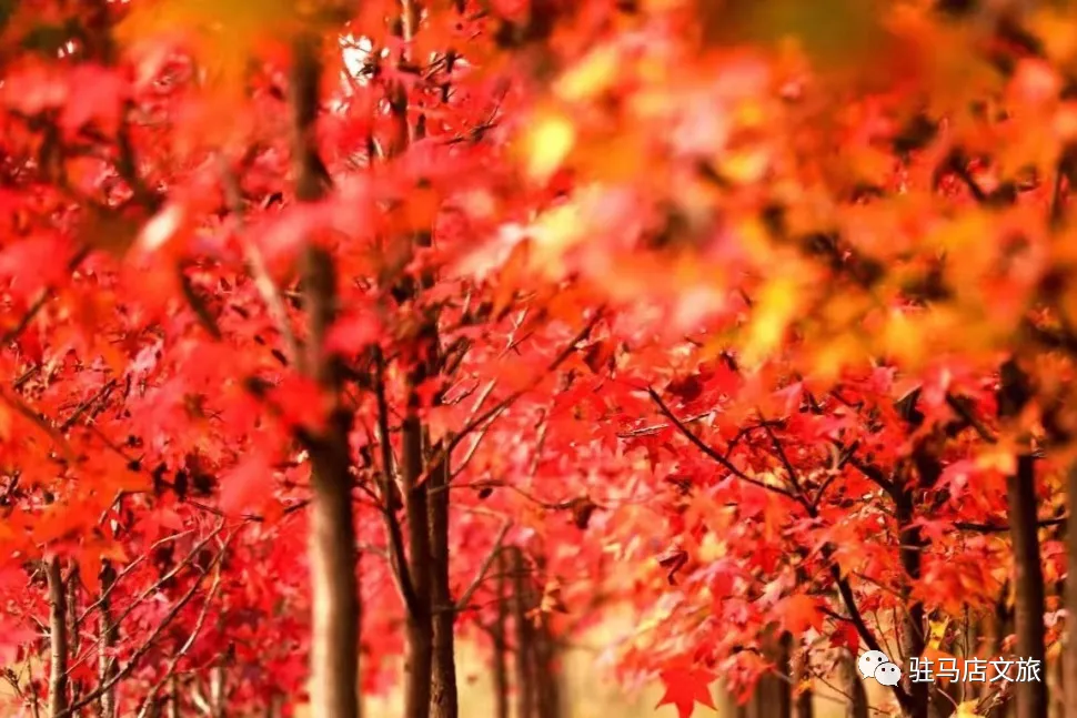 秋日漫步:橙紅橘綠時的詩意畫卷