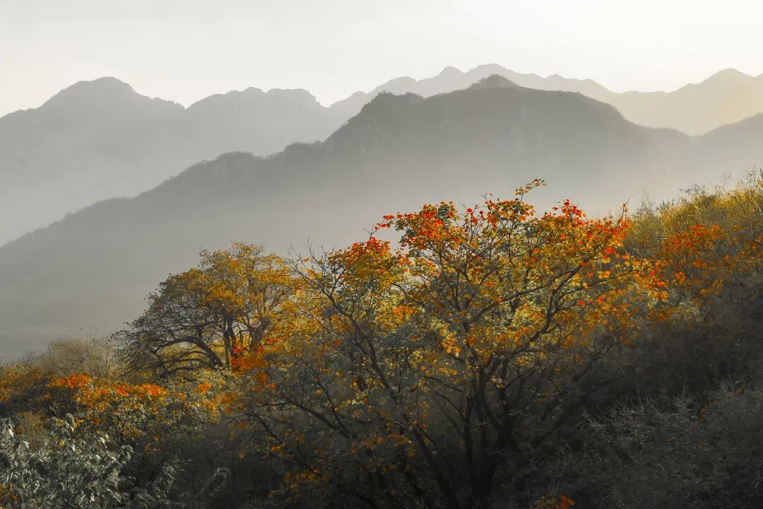 秋日漫步:橙紅橘綠時的詩意畫卷