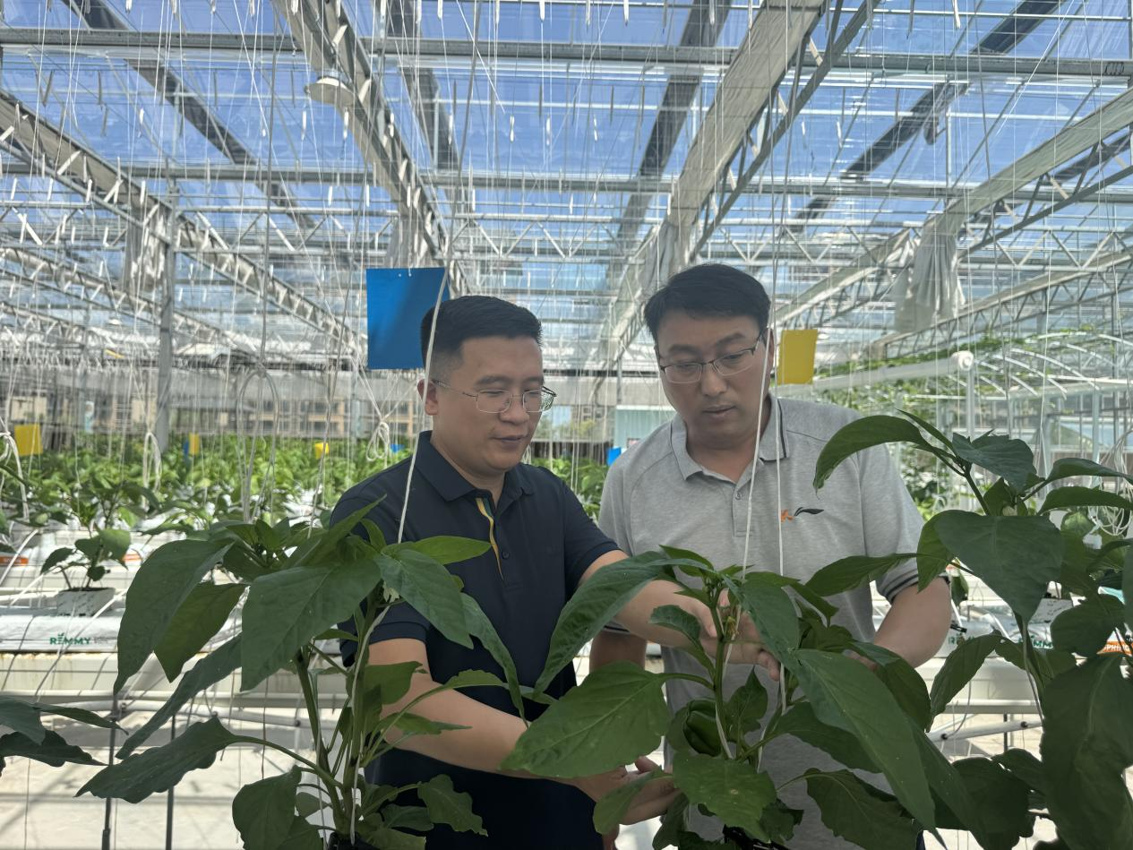 中原農(nóng)谷啟動(dòng)種肥一體化八萬畝示范田建設(shè)