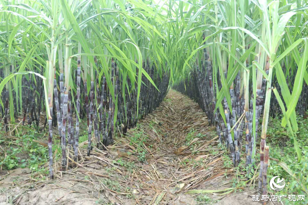 正陽縣：新鮮蔗梨齊登場 口碑品質(zhì)引客來