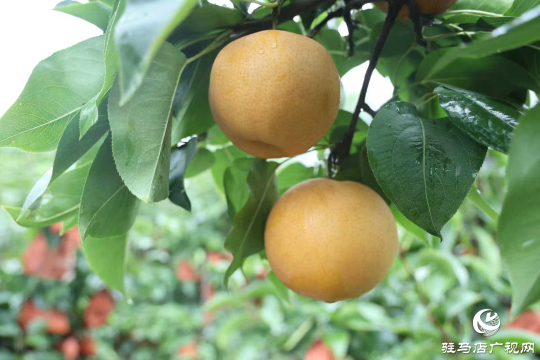 正陽縣：新鮮蔗梨齊登場 口碑品質(zhì)引客來