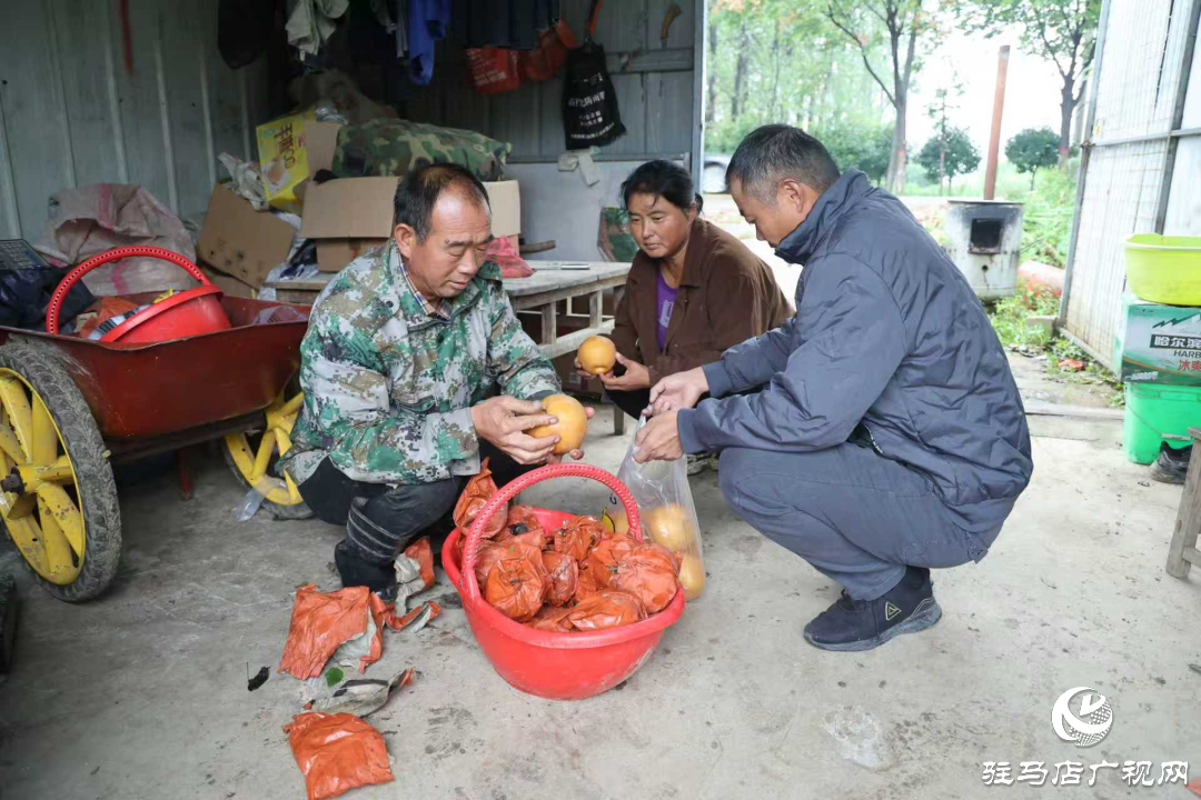 正陽縣：新鮮蔗梨齊登場 口碑品質(zhì)引客來