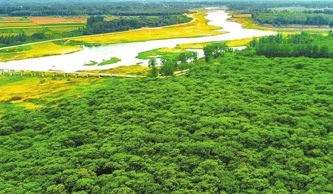 正陽縣皮店鄉(xiāng)潘店村千畝板栗迎來豐收季