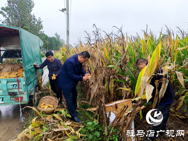 平輿縣陽城鎮(zhèn)：戰(zhàn)陰雨搶農(nóng)時 守護秋收“糧袋子”