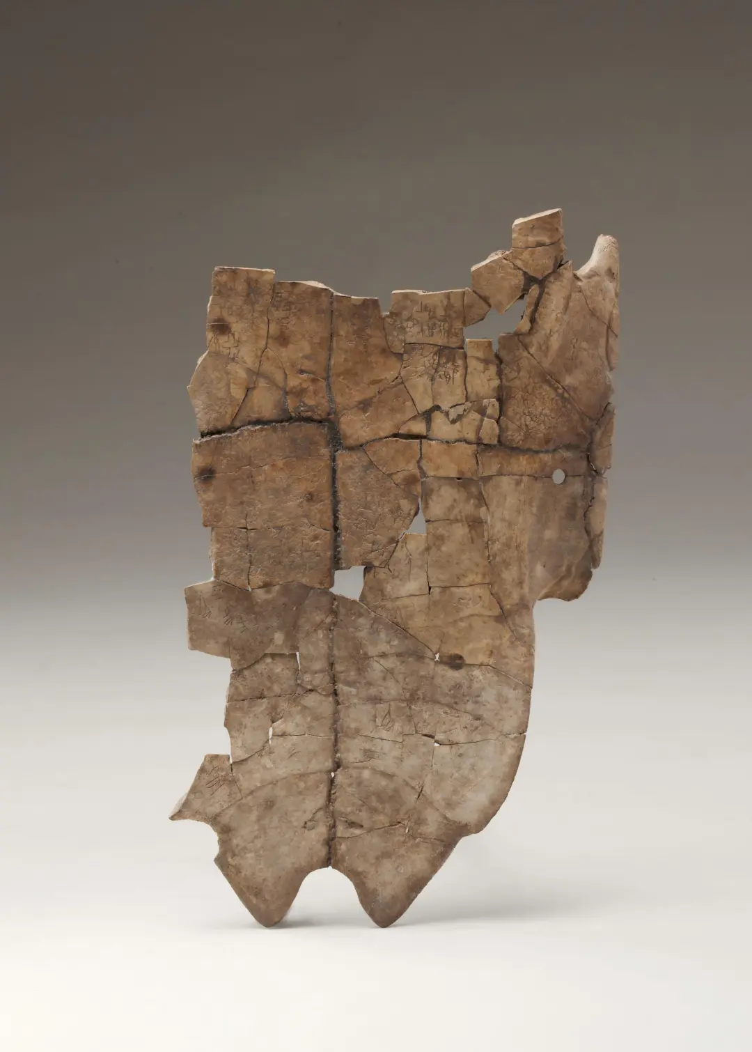 文博日歷丨山東大學收藏的這兩只小鳥 已經(jīng)飛了2800多年