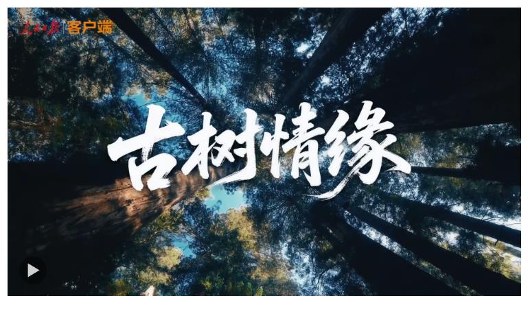 文脈華章 | 微視頻《古樹(shù)情緣》
