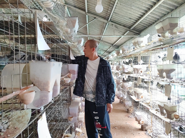 西平縣人和鄉(xiāng)河沿張村： 蛋鴿養(yǎng)殖“啄”開致富門 特色產(chǎn)業(yè)繪就振興新圖景?