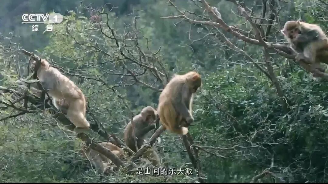 人民日?qǐng)?bào)、央視聚焦60余次！