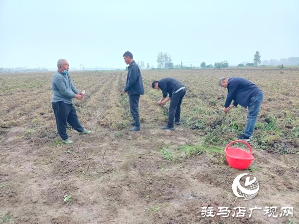 平輿縣萬金店鎮(zhèn)：田間指導(dǎo)解難題，守護秋收減損失