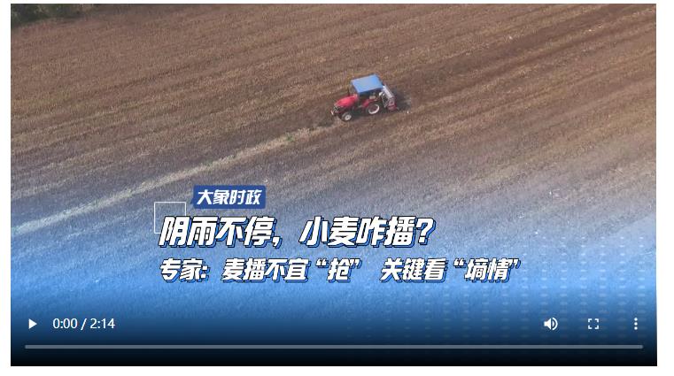 陰雨不停，小麥咋播？專家：麥播不宜“搶” 關(guān)鍵看“墑情”
