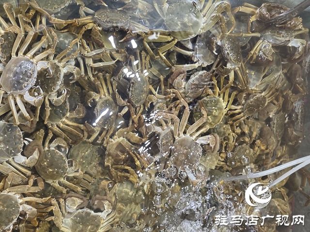 駐馬店:大閘蟹價格明顯回落 市民迎來嘗鮮好時機??