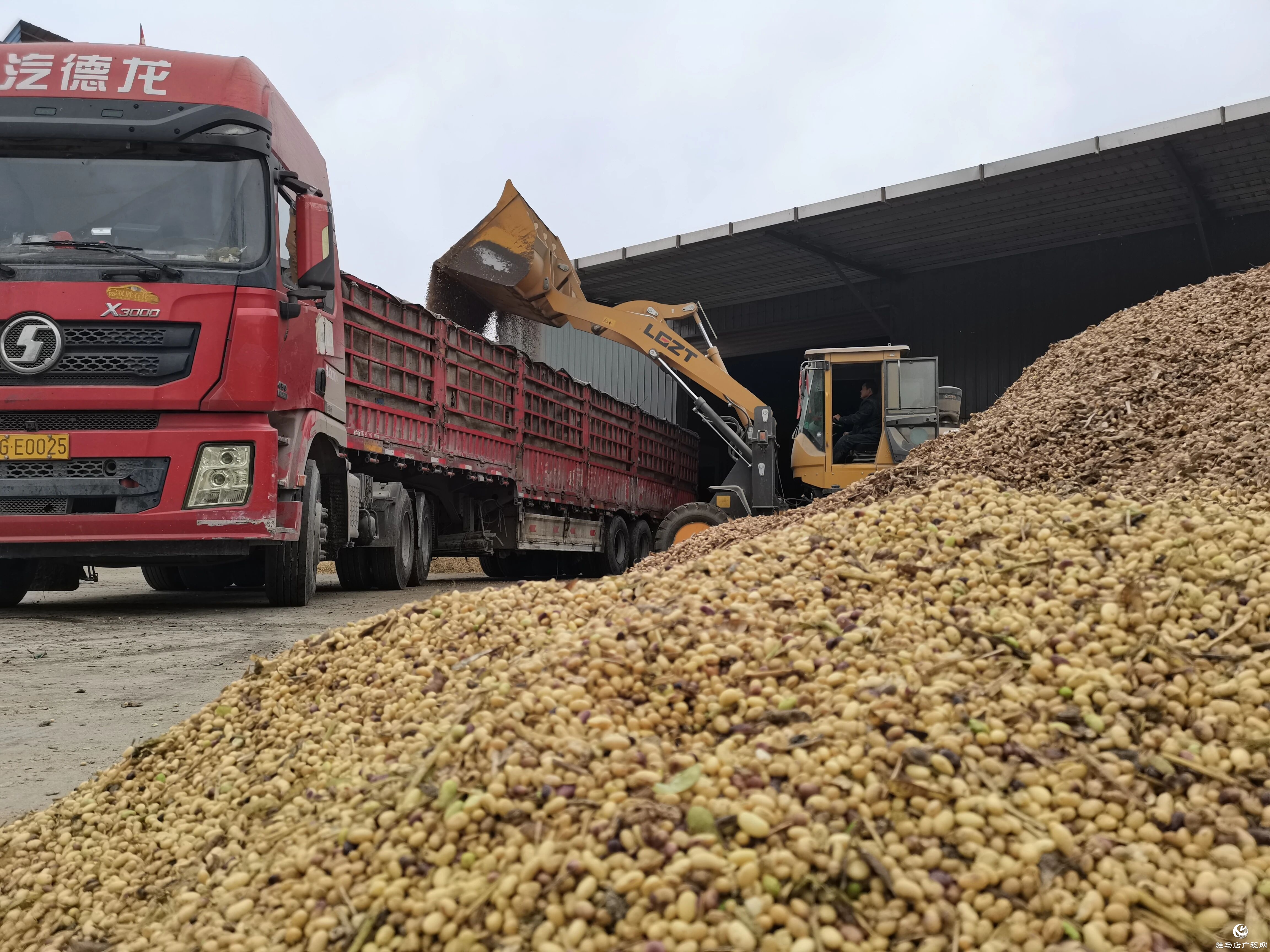 正陽(yáng)縣：全力以赴搶收搶烘 同心協(xié)力確保糧食顆粒歸倉(cāng)