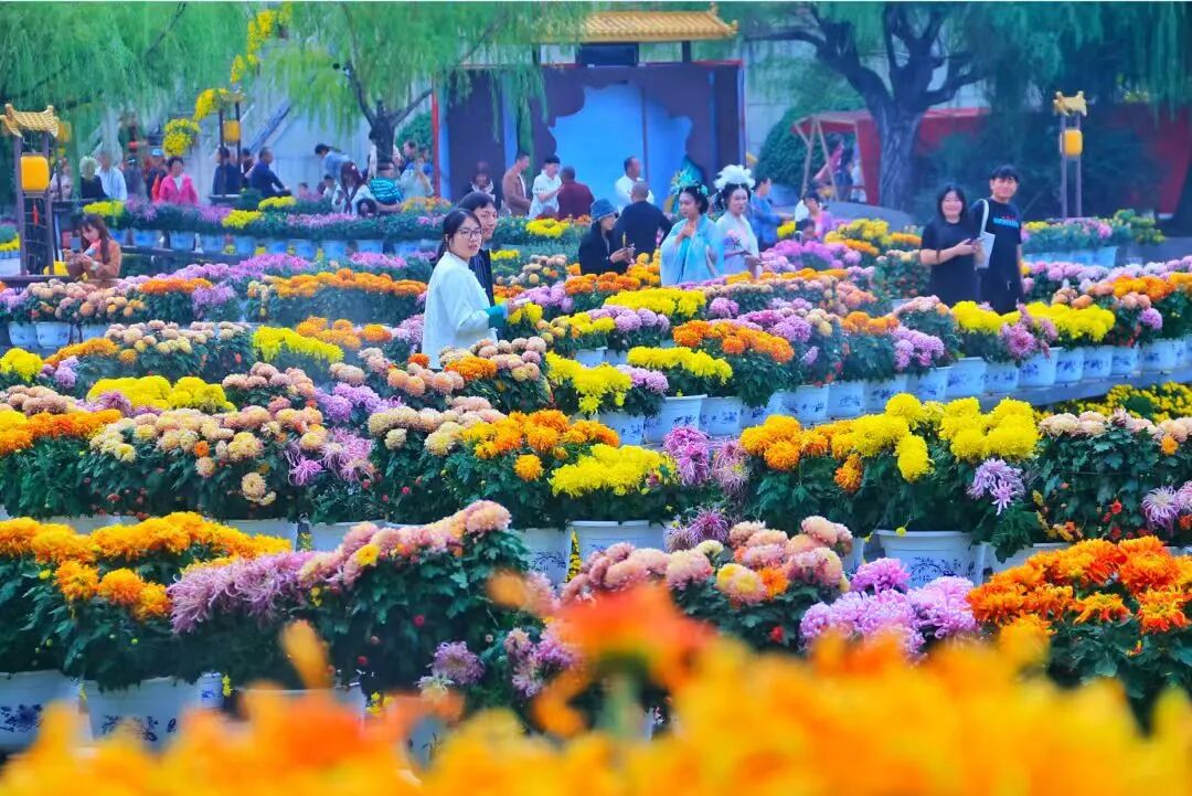 有一種浪漫，叫汴菊！