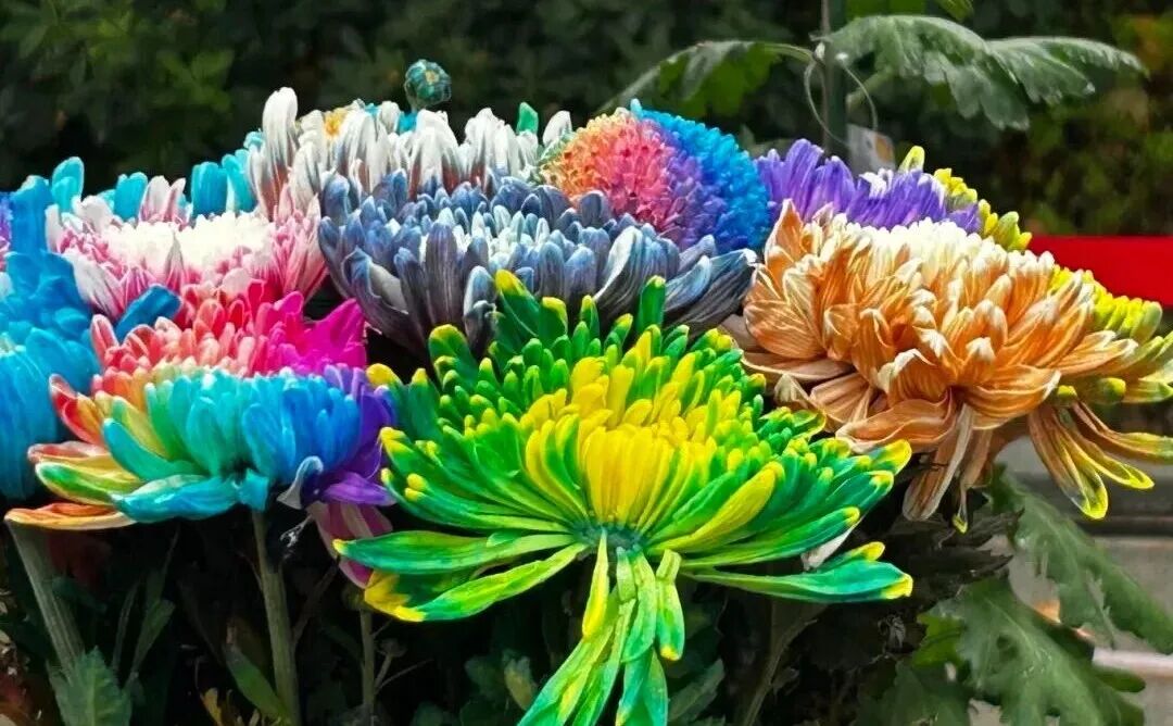 有一種浪漫，叫汴菊！