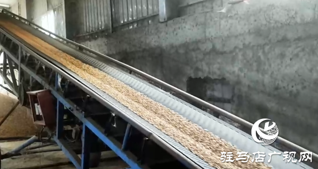 驛城區(qū)：全力開展烘干作業(yè) 守護(hù)秋糧歸倉?