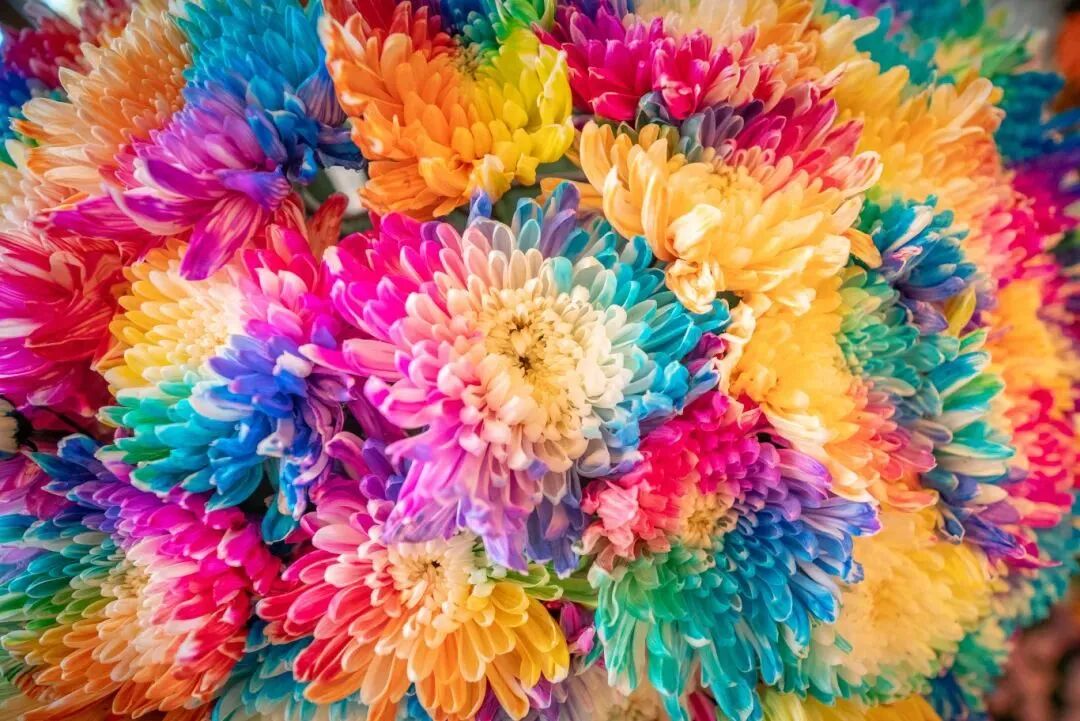 有一種浪漫，叫汴菊！