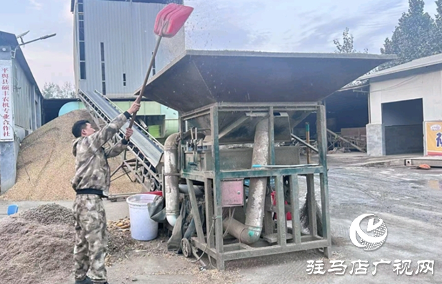平輿縣：36個烘干點晝夜運轉(zhuǎn) 全力守護秋糧歸倉??