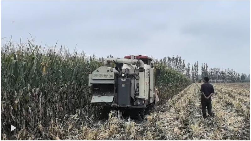 河南“爛秋雨”還沒停，秋收情況如何？有哪些解決辦法？記者實地走訪——