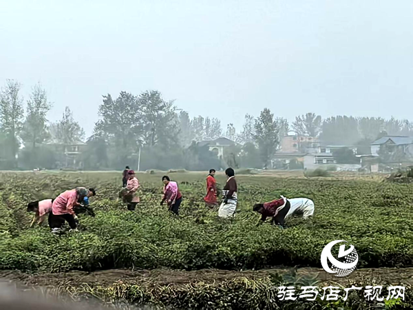 平輿縣射橋鎮(zhèn)：秋雨欲來忙搶摘  顆粒歸倉保增收