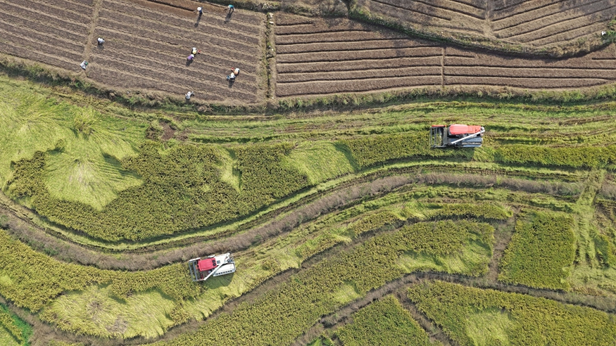 全國秋糧收獲近七成