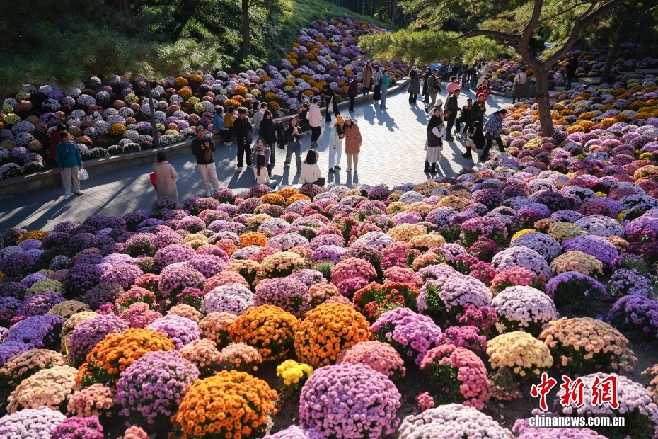 北京日壇公園菊花盛開(kāi)引游人