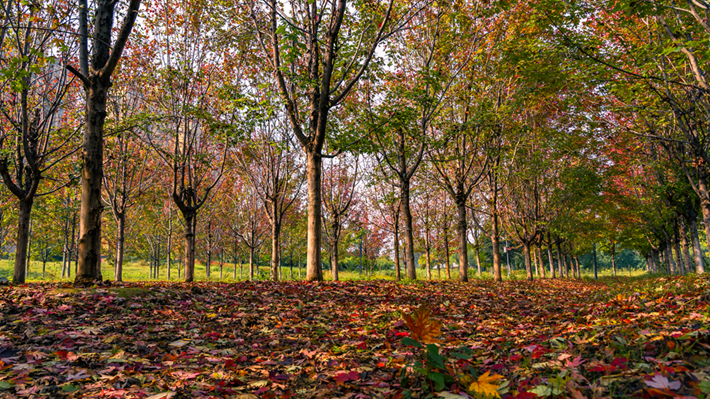 縣區(qū)動(dòng)態(tài) | 秋日晴光好 斑斕入畫來(lái)