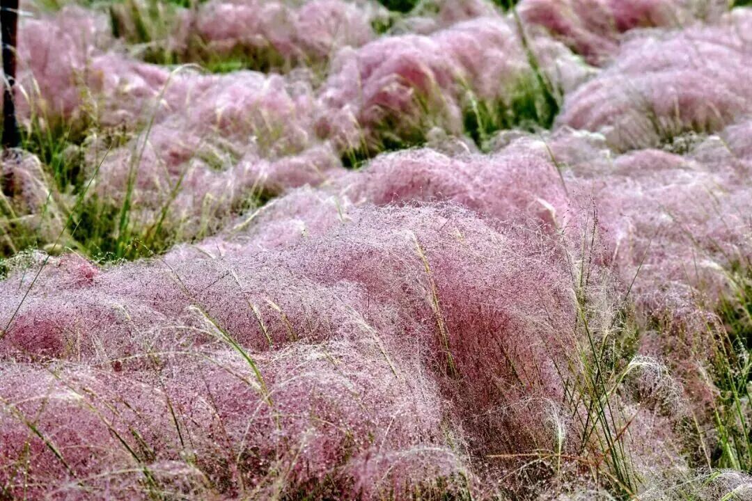 河南，被圈“粉”了！