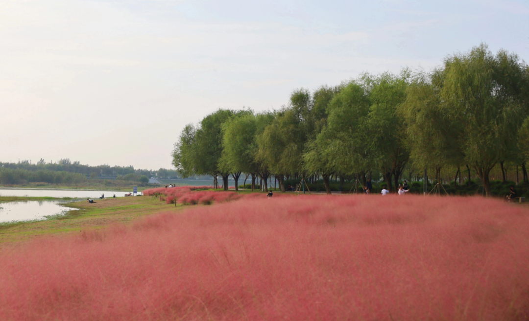 河南，被圈“粉”了！